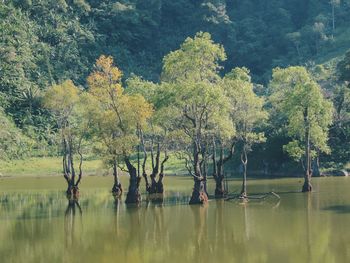 Reflection of trees in water