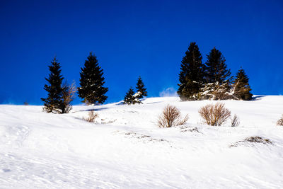 Trees on snow covered land against blue sky