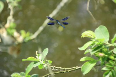 Close-up of insect on plant