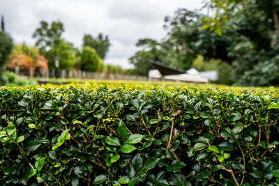 Close-up of plants growing on field