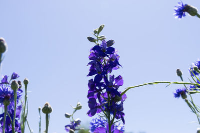 Low angle view of purple flowering plant against clear sky