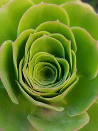 Close-up of succulent plant