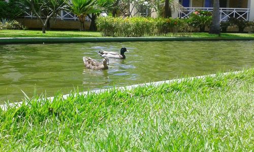 Swan swimming in lake