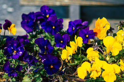 Close-up of purple crocus flowers