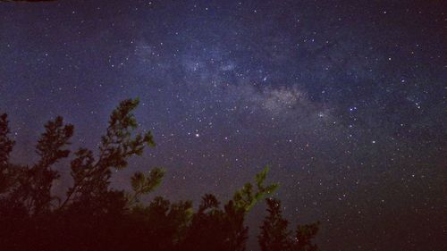 Low angle view of trees against sky at night