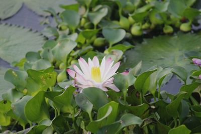 Close-up of water lily blooming outdoors