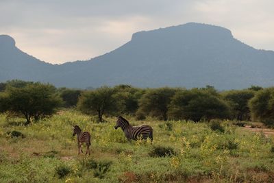 Horses in a field