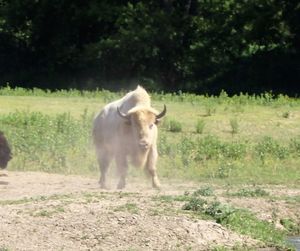 Horse standing on field