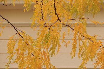 Close-up of dry leaves on tree