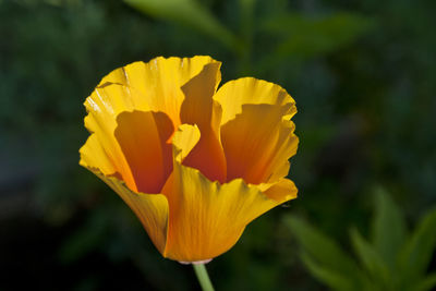 Close-up of yellow flower against blurred background