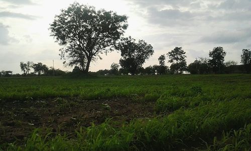 Trees on field against sky