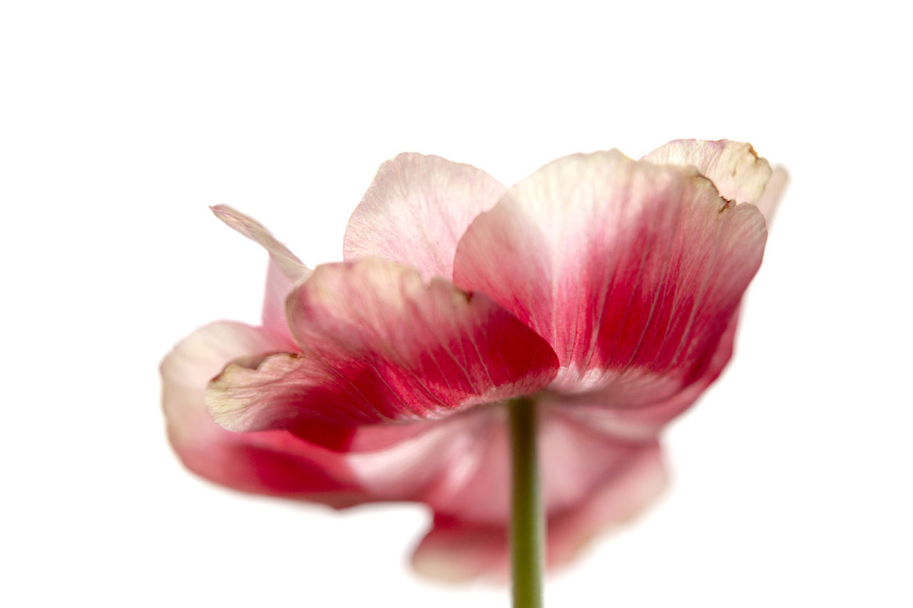 CLOSE-UP OF PINK FLOWER OVER WHITE BACKGROUND
