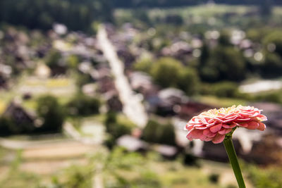Close-up of flower blooming outdoors