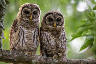 Close-up of owls perching on branch