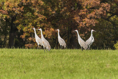 Sandhill cranes against an autumn forest in moraine hills state park in illinois