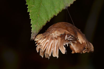 Close up of leaf