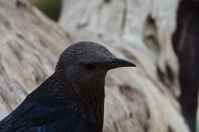 Close-up of bird perching outdoors