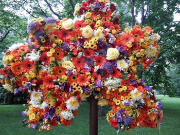 Close-up of flowers hanging on tree