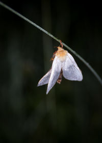 Close-up of butterfly on flower