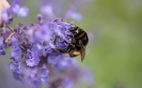 Close-up of bee pollinating on purple flower in macro shot