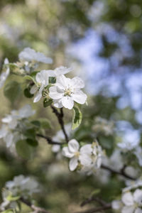 Close-up of white cherry blossom on tree