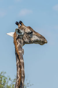 Low angle view of giraffe against sky