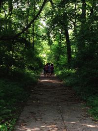 People walking on footpath in forest