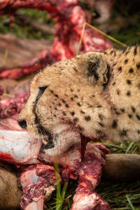 Close-up of cheetah head with bloody carcase