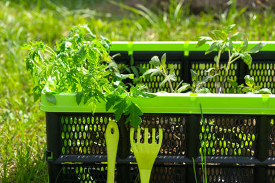 Close-up of potted plant