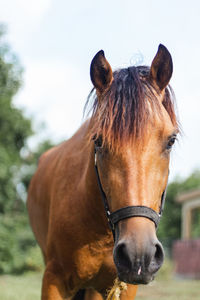 Brown horse front side portrait from puerto rico country side