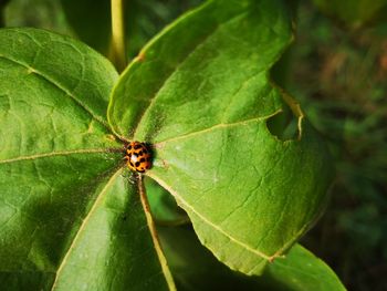 Close-up of insect on leaf