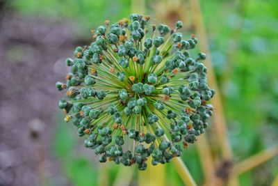 Close-up of flowering plant