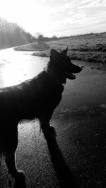 Dog standing on beach against sky