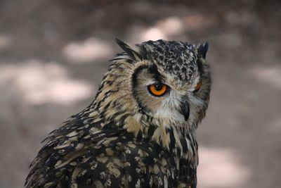 Close-up portrait of owl