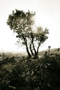 Tree on field against clear sky