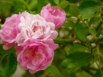 Close-up of pink flower