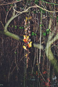 Plants growing on a tree