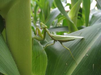 Close-up of insect on leaves