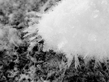 Close-up of frozen tree against sky