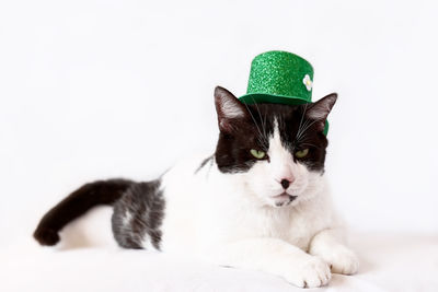 Portrait of a cat wearing hat against white background