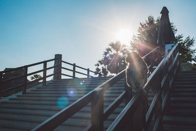 Low angle view of monkey on staircase on sunny day