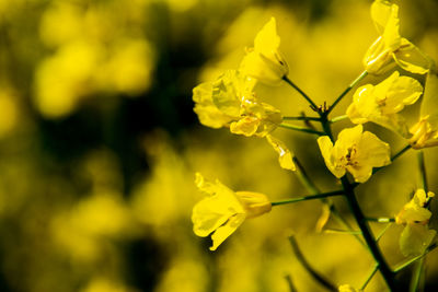 Close-up of yellow flowering plant