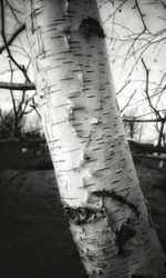 Close-up of bare tree by water