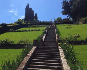 Trees on grassy field