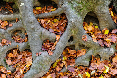 High angle view of maple leaves on tree trunk