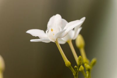 Close-up of white flowering plant