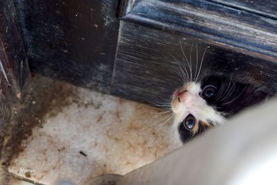 High angle view of cat