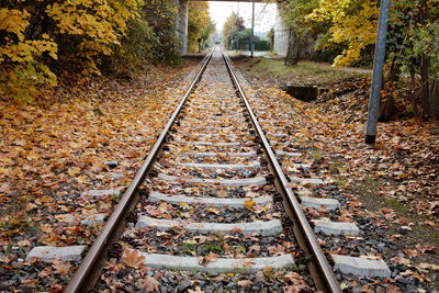 Railroad tracks amidst autumn leaves