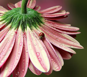 High angle view of ladybug on pink wet flower