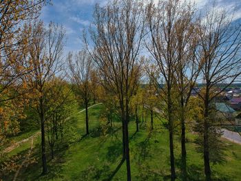 Trees in forest against sky